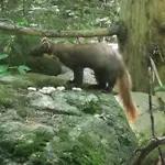 Anno - Wohlfuehlen Am Bachal In Altschoenau *