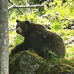 Anno - Wohlfühlen Am Bachal In Altschönau Neuschönau