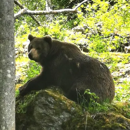 Anno - Wohlfuehlen Am Bachal In Altschoenau Neuschoenau