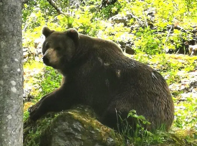 Anno - Wohlfuehlen Am Bachal In Altschoenau Neuschönau